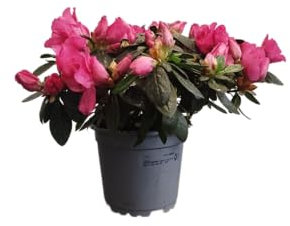 Azalea Flores Rosadas |DECOALIVE |Flor de Exterior | Azalea Rosa