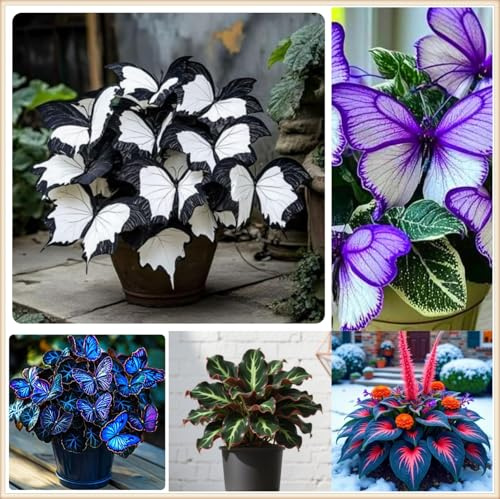 Midnight Blue Hosta Rizomi,Resistenti al Freddo,Crescita Vigorosa,er Ombreggiature,Compatti,Naturali,Freschi.-4Wurzel-H