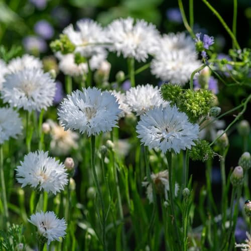 Kornblumen Samen blumen geschenk, bio saatgut kornblumensamen, Centaurea cyanus blumensamen mehrjährig winterhart garten samen, pflanzen samen bodendecker samen winterhart 200pcs