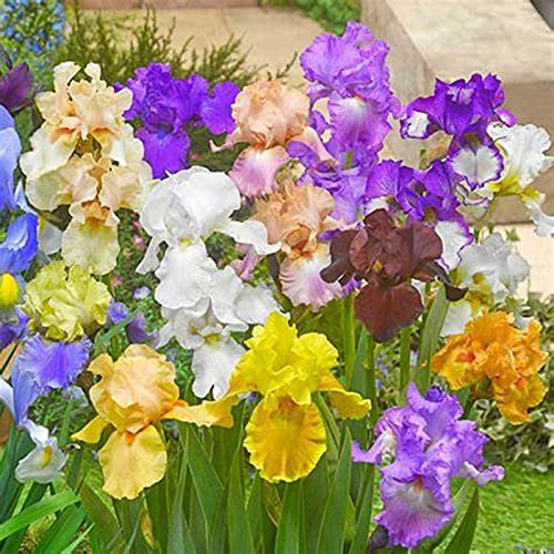 Iris Bulbos, Iris Reticulata, Germanica Bulbos, PlantacióN Principiante Resistente Al FríO, Cultivos De Colores Brillantes, Naturales Bulbos, 4bulbos-I