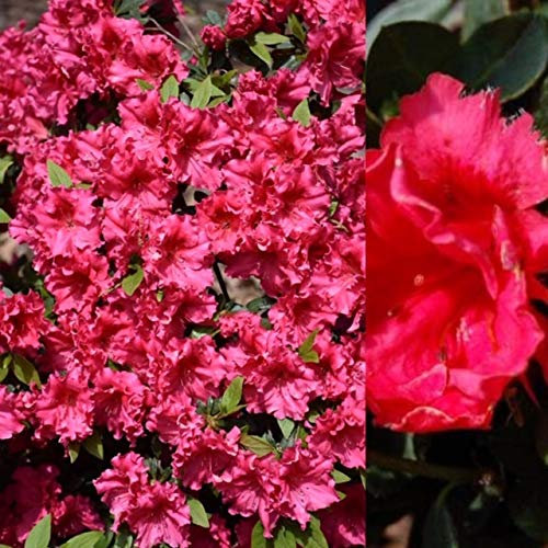 Carbeth Plants Azalea Plant - 2 x Pot of Red Ruffles Japanese Azalea Evergreen Shrub - Azaleas Ready to Plant Outdoor - Pot Plants Outdoor Garden Ready in Pots