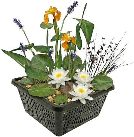 vdvelde - Set Mini Piante per Laghetto Bianco - Mini Laghetto Set Completo con 4 Piante Acquatiche incl. Ninfea - Cestello, Substrato & Fertilizzante - Per Piccoli Laghetti & Vasche