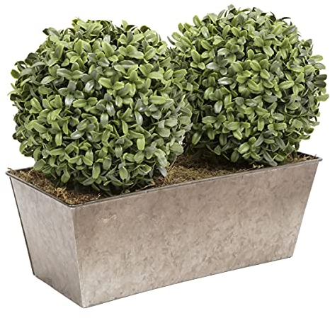 Double Ball Aglaia Boxwood in Slanted Rustic Tin