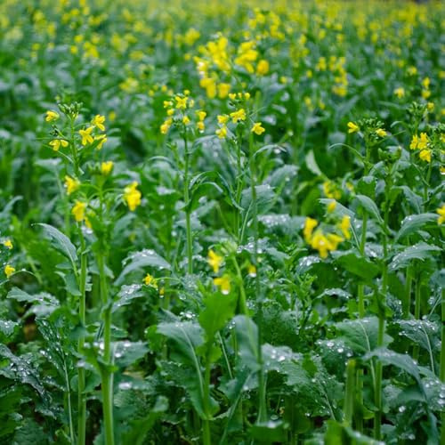 semi di senape Brassica juncea - selvatiche invernali Aiuole rialzate giardino balcone resistenti vaso semi di in, 500pcs