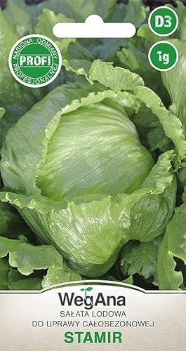 WegAna Laitue iceberg Stamir 1g Graines, graines de légumes Semences de culture pour serre Jardin Laitue