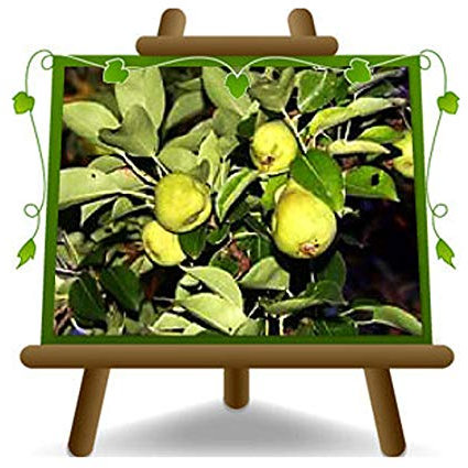 EURO PLANTS VIVAI Poirier Arbre de poires Nain – Plante fruitière Porte greffe COT:BA. 29 sur Pot 26 - Arbre Max 100 cm - 4 Ans