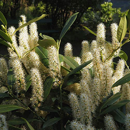 Thompson & Morgan Hardy Cherry Laurel ‘Etna’ Flowering Potted Garden Plants Ideal for Cottage Gardens, Walls, Fences, Patio and Containers (2 x 3.6 Litre Pot)