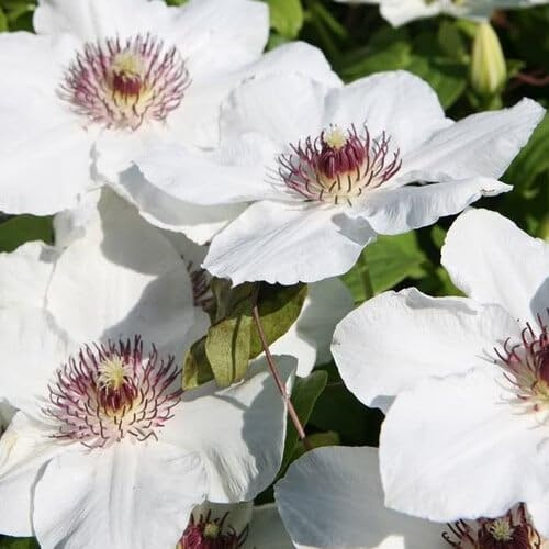Plant World Seeds - Clematis Baby Alba Seeds (Climber Seeds)