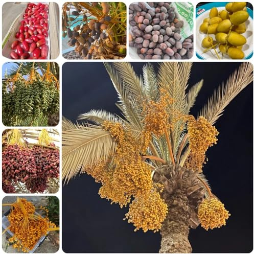 Semi di palma da dattero, alberi, comprare palma da datteri resistente all'esterno, semi di resistenti 25pcs