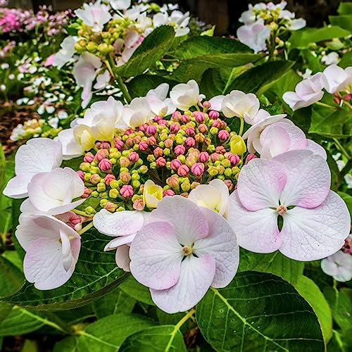 1 X Hydrangea MACROPHYLLA 'Teller White' DECIDUOUS Shrub Hardy Plant in Pot