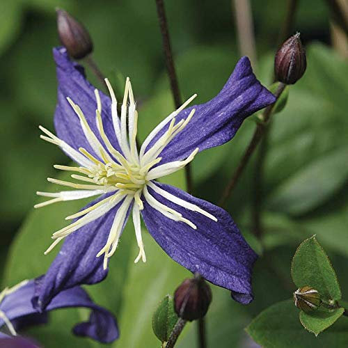 Clematis Aromatica Garden Plant Hardy Perennial Flowering Garden Plant 1x 7cm Potted Plant by Thompson and Morgan