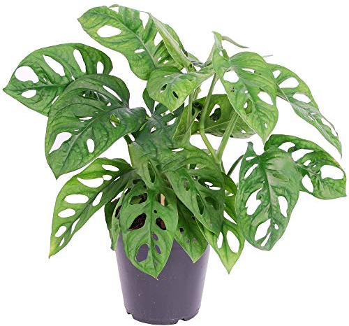 1 Monstera obliqua unique Monstera Monkey Leaf En pot Plante d'intérieur Dépolluante 20-30 cm