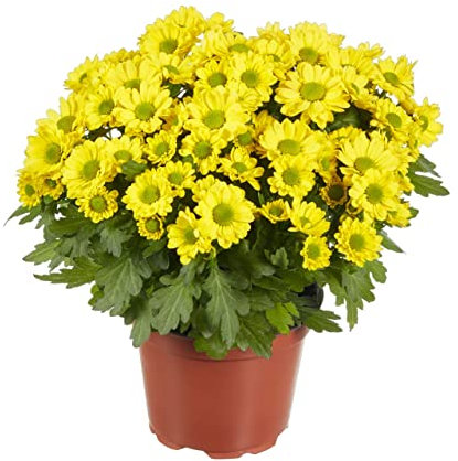 Crisantemo Amarillo Planta Natural con Flores Amarillas