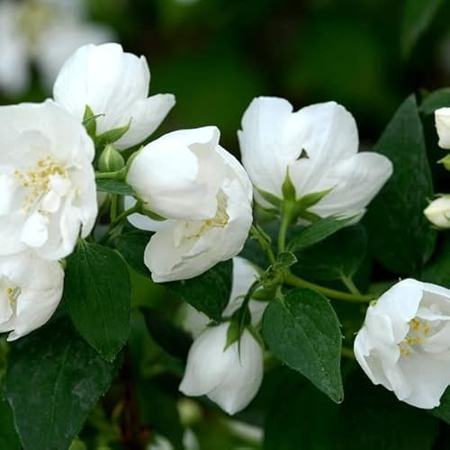 Fylld trädgård jasmin – filadelphus bukett blanc 50–60 C –