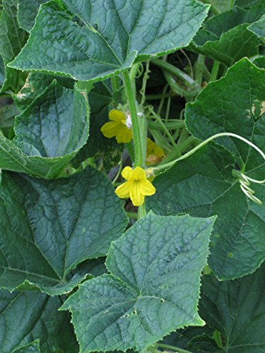 Robuste gelbe Gurke 'Crystal Lemon' (Cucumis sativus) Bio 20 Samen