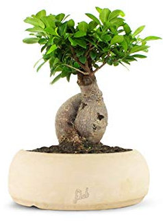 Ficus Ginseng Bonsai Altezza 45 cm, Pianta Vera, Pianta da Interno, Vaso artigianale di Terracotta - Bianco