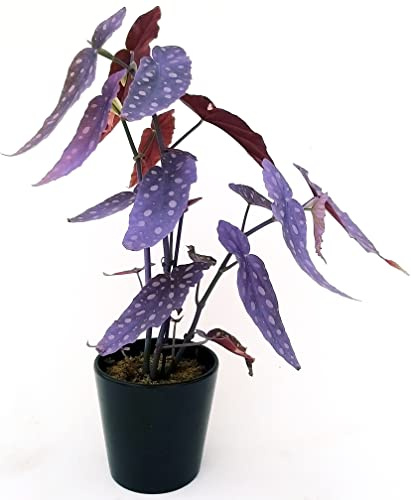 POWERS TO FLOWERS - BEGONIA MACULATA COLOR LIFE VIOLA, pianta vera