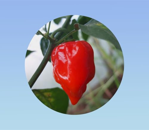 50 graines de piment habanero rouge -Capsicum -Habanero Red hot - Piment antillais rouge - un des piments les plus aiguisés