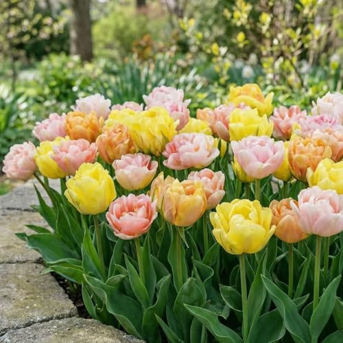 FLORIUM Tulpanlökar Mix Tulpanlökar | 25 x blomlökar | Kall- och perennresistenta tulpanlökar | Holländsk kvalitet | För trädgård, blomkrukor och balkong