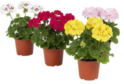 Set de Cuatro Geranios Naturales DECOALIVE – 4 Plantas de Pelargonium en Maceta para Patio, Porche y Zonas con Mucha Luz