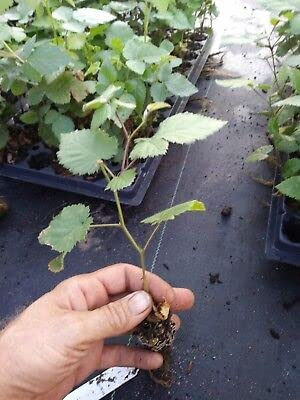 1 Triple Crown Thorn Less BlackBerryβ¦