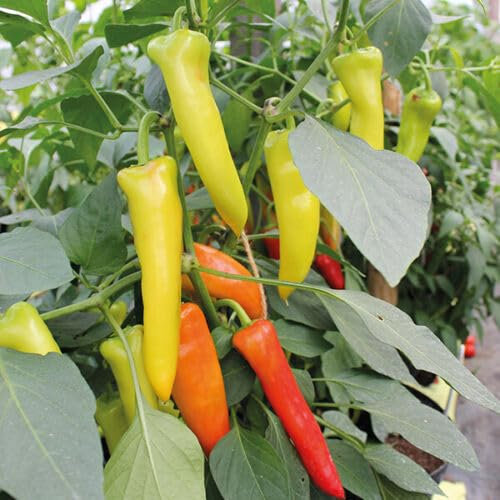 Buy4seeds 25 Sweet Banana Pepper Seeds Easy to Grow Garden on Your Garden