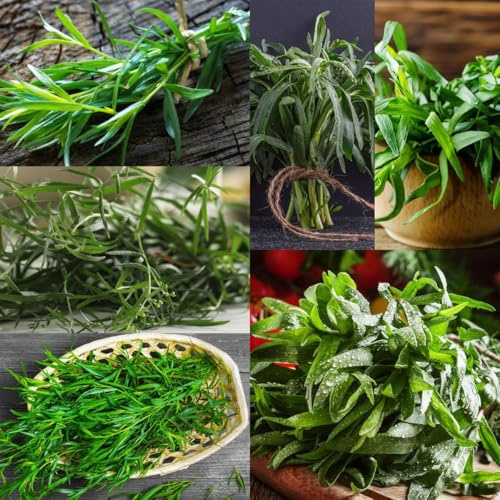 semillas de estragón, resistentes frescas de estragón de jardín, invierno, 250pcs