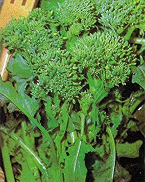 Germinazione I Semi: 500 - Semi: Toscana Rapini - Raab - Eccellente Germogli e Forte Produzione !!!!