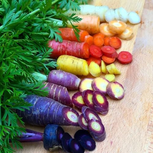 125 pcs karotten samen alte sorten, möhren samen gemüsesamen bio garten samen (Daucus carota) bio gemüse geschenk garten alte gemüsesorten samen hochbet gemüsepflanzen pflanzen winterhart