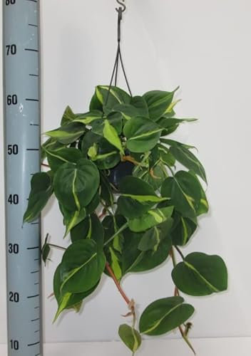 SCANDENS Brasil Variegated Philodendron Heart Leaf Trailing Indoor House or Office Plant | Shade Tolerant - in 15cm Hanging Pot