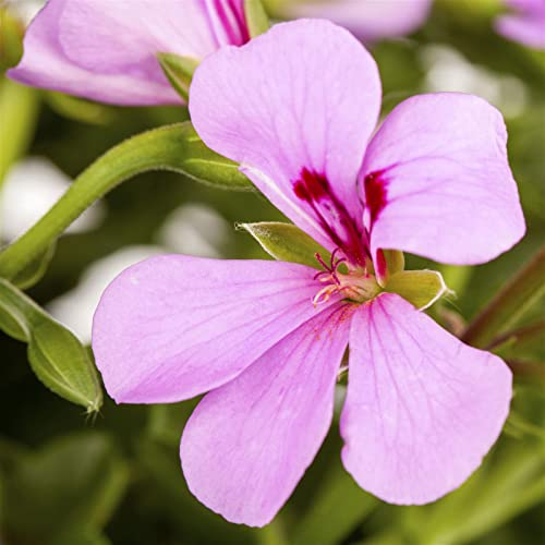 Geranie 'Cascade® Lila' lila, hängend, Topf-Ø 13 cm, 6er-Set