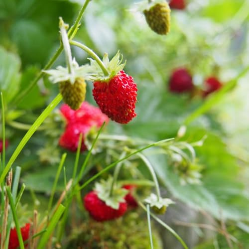 fresa silvestre comprar semillas, fresas silvestres orgánicas decoración de sala de estar columnares fresca, resistentes 100pcs