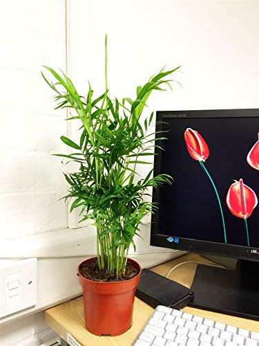 Portal Cool 1 Planta de Interior Vertical Salón de Palma Chamaedorea de Hoja perenne de la Familia de 9 cm Olla de bambú