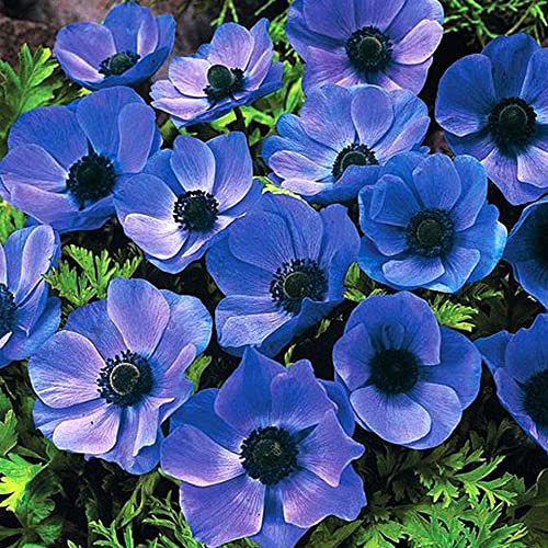 Anemone De Caen – Adds A Splash of Colour to Your Spring Display – Perennial (20 x Mr Fokker)