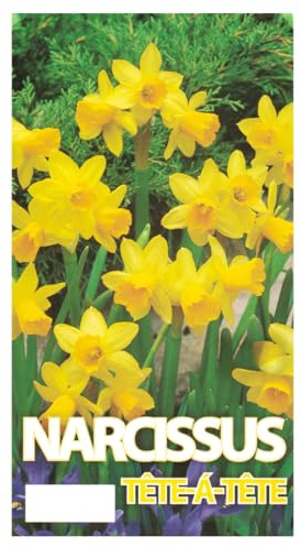 Jonquilles Tete-A-Tete Bio, bulbes à fleurs rustiques pour jardin et balcon (50)
