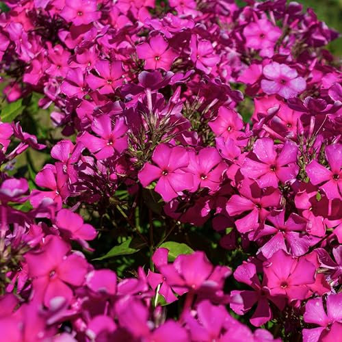 Bloomique Lot de 3 plantes de jardin Phlox Subulata MacDaniel's Cushion, Phlox, plantes de jardin, rustiques au froid, hauteur 10-20 cm, pot de 9 x 9 cm