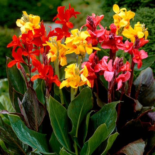 FLORIUM Collection Canna Charm géante (5 plantes), grand mélange exclusif de Hollande, 5 variétés, véritables plantes vivaces, décoration pour jardin, balcon (pas de graines, non résistantes à