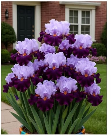 Iris - Rizoma Iris Resistente Decorazione Da Giardino, Balcone, Piantagione-15 rizomi-B