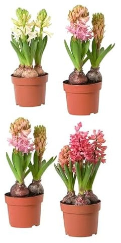 Hyacinthus Orientalis | Pack 4 Plantas | DECOALIVE | Flores de Exterior | Bulbos