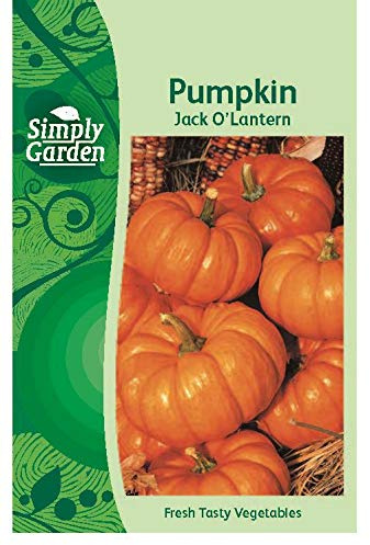 Simply Garden Pumpkin Jack O’Lantern Fresh Fruit Vegetable Seeds for Planting Grow Your Own Garden