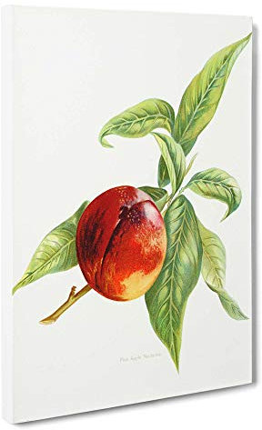 Big Box Art Vintage Peach Illustration of a Nectarine Canvas Wall Art Framed Picture Print, 30 x 20 Inch (76 x 50 cm), White, Green, Red