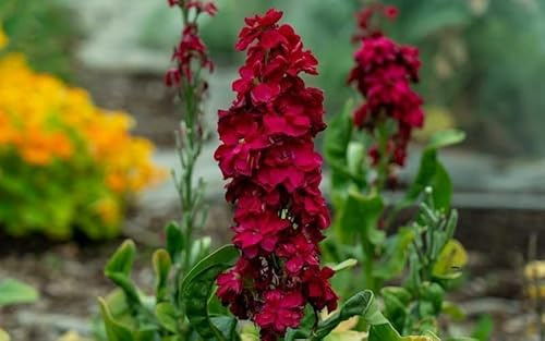Giroflée quarantaine rouge - Matthiola incana