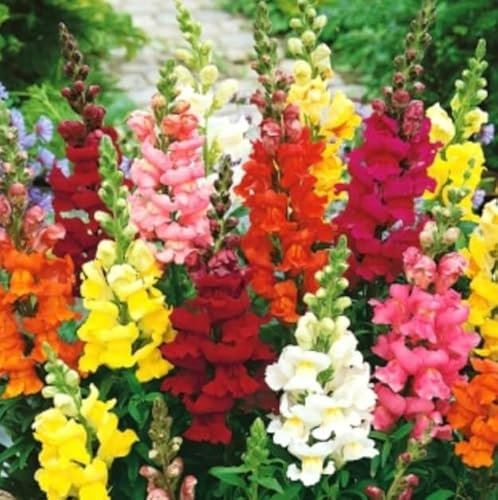 Antirrhinum Majus Maximum Mixed Snapdragon Seeds – Red, Pink, White & Yellow Flowers – 2500 Seeds for Vibrant Garden Borders and Beds