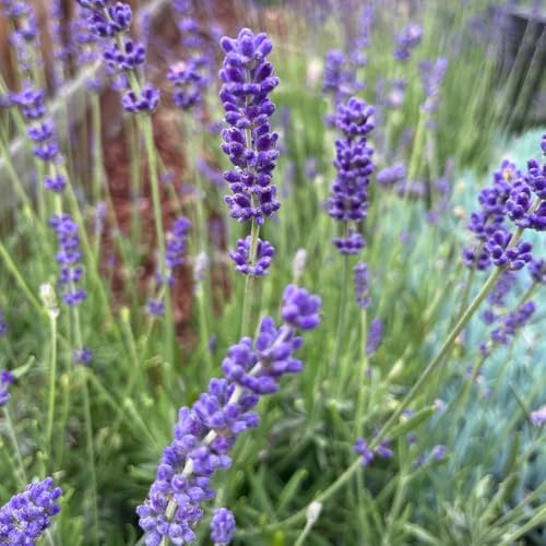 semi di lavanda - giardino balcone con in vaso recisi 450pcs