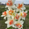 Bulbi Di Narciso - Fiori Profumati, Bulbi A Fioritura Primaverile, Piante Perenni Resistenti-12 bulbi-B