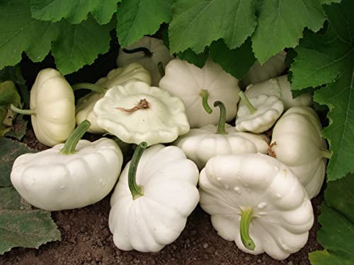 Lot de 25 Graines de Courgette-Courge Patisson Blanc - Variété Ancienne - Saveur délicate et savoureuse