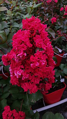 Lagerstroemia indica DYNAMITE 'Whit II' / Lilas des Indes DYNAMITE 'Whit II' / Conteneur de 3 à 4 litres