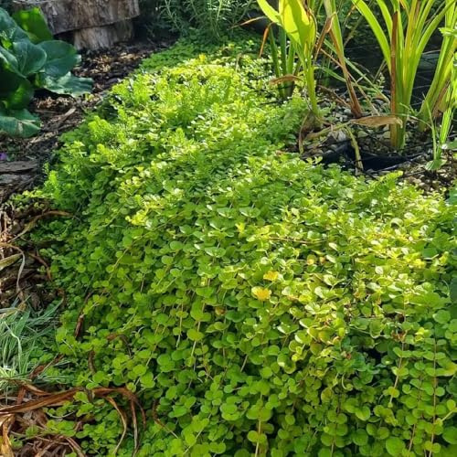 Semi Lysimachia nummularia tagliati da giardino selvatici da balcone giardino copertura perenne resistenti acquistare 15pcs