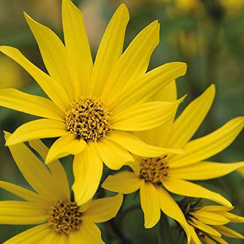 Sunflower maximiliani ‘Early Bird’ (Maximilian Sunflower) Hardy Perennial 1 Packet (20 Seeds) by Thompson and Morgan