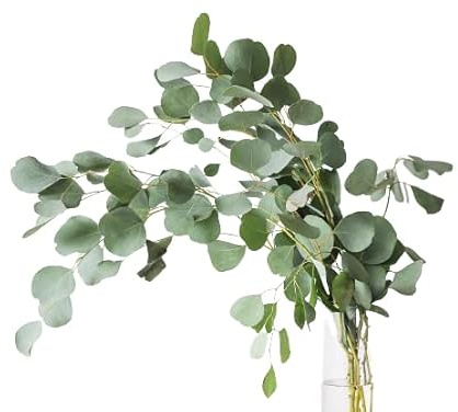 Ramo de Eucalipto Natural Preservado Eucalyptus Cinerea